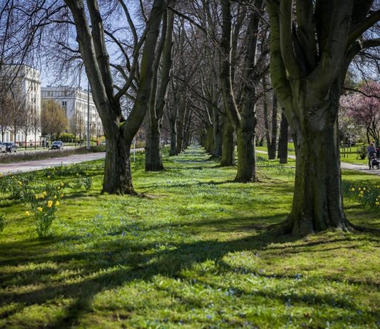 Nowe pomniki przyrody