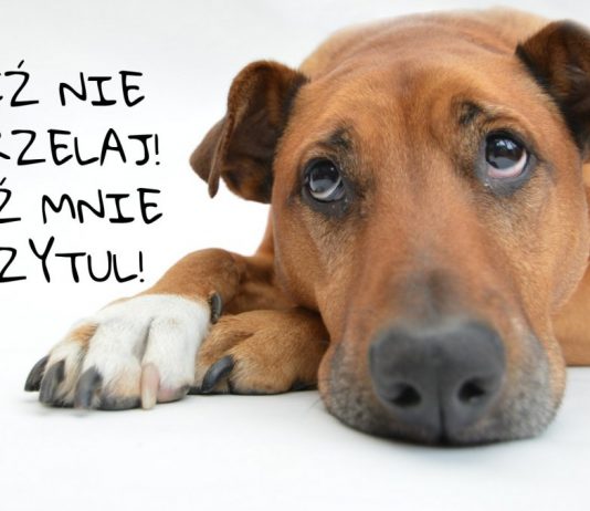 Weź nie strzelaj!