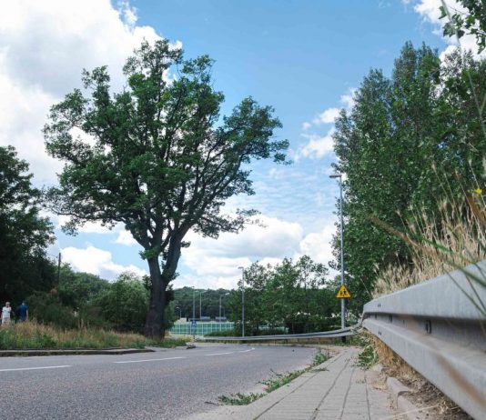 Nowe pomniki przyrody